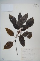 藏品(高山莢迷)的圖片