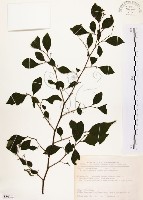 藏品(烏皮九芎、奮起湖野茉莉)的圖片