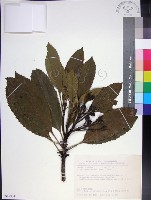 藏品(山枇杷、臺灣枇杷)的圖片