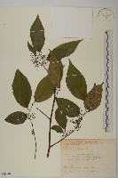 藏品(佩羅特木)的圖片