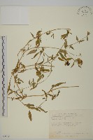 藏品(狗筋蔓)的圖片