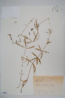 藏品(輪葉沙參)的圖片