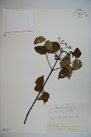 藏品(樺葉莢迷、玉山莢迷)的圖片