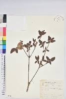 藏品(紅毛杜鵑)的圖片