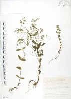 藏品(大籽當藥、巒大當藥)的圖片