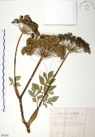 藏品(玉山當歸)的圖片