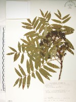 藏品(巒大花楸)的圖片