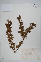 藏品(玉山小蘗)的圖片