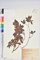 藏品(紅毛杜鵑)的圖片