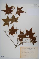 藏品(青楓)的圖片