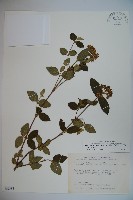 藏品(松田氏莢迷、宜昌莢迷)的圖片