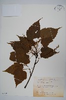藏品(臺灣紅榨槭)的圖片