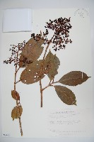 藏品(著生珊瑚樹)的圖片