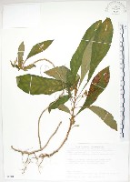 藏品(同蕊草、異色線柱苣苔)的圖片