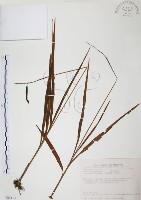 藏品(臺灣白及)的圖片