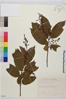 藏品(巒大雀梅藤)的圖片