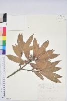 藏品(三斗石櫟)的圖片