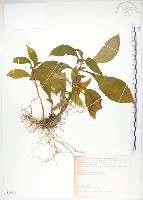 藏品(同蕊草、異色線柱苣苔)的圖片