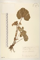 藏品(臺灣款冬)的圖片