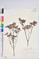 藏品(紅毛杜鵑)的圖片