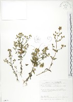 藏品(大籽當藥、巒大當藥)的圖片