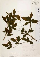 藏品(小葉石楠)的圖片