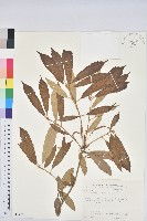 藏品(赤皮、赤皮椆)的圖片