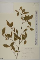 藏品(佩羅特木)的圖片