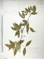 藏品(飛龍掌血)的圖片