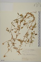 藏品(狗筋蔓)的圖片