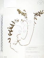 藏品(玉山金絲桃)的圖片