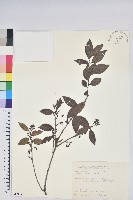 藏品(米飯花)的圖片