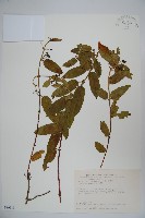 藏品(阿里山忍冬、漸尖葉忍冬)的圖片