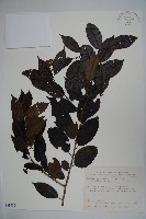 藏品(刻脈冬青)的圖片