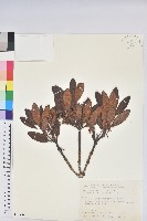 藏品(玉山杜鵑)的圖片