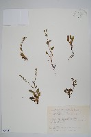 藏品(南湖附地草)的圖片