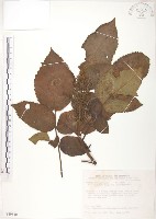 藏品(羅氏鹽膚木)的圖片