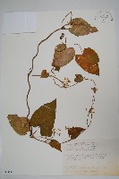 藏品(薄葉牛皮消)的圖片