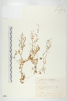 藏品(焊菜)的圖片