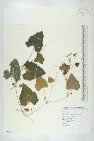 藏品(黑果馬交兒)的圖片