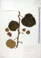 藏品(臺灣羊桃)的圖片