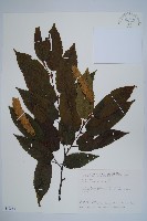 藏品(阿里山千金榆)的圖片