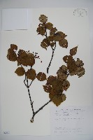 藏品(樺葉莢迷、玉山莢迷)的圖片