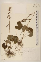 藏品(高山橐吾)的圖片