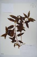 藏品(阿里山忍冬、漸尖葉忍冬)的圖片