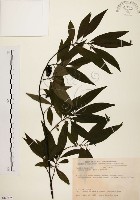 藏品(山胡椒)的圖片