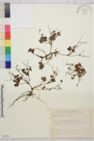 藏品(鹿場毛茛)的圖片