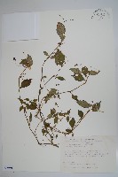 藏品(紫花鳳仙花)的圖片