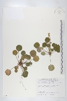 藏品(倒卵葉裂緣花)的圖片