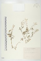 藏品(焊菜)的圖片